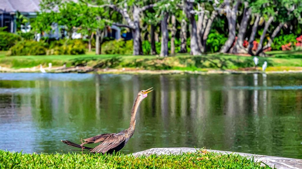 An anhinga bird stands on a grassy bank beside a pond with trees in the background — 1846 AMBERWYND CIRCLE W, PALMETTO, FL