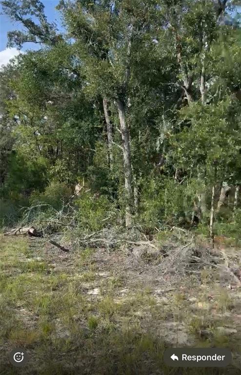 A wooded area with scattered fallen branches and sparse grass in the foreground — NE 97TH COURT, BRONSON, FL