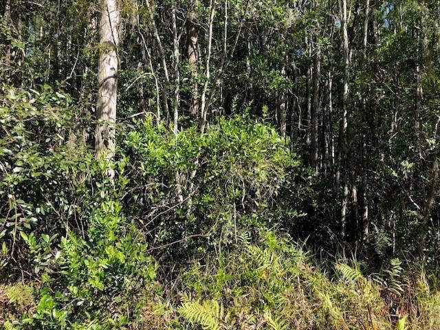 A dense, wooded area featuring various trees, shrubs, and ground-level ferns in a forest setting — 0 Old Grade Road, FL 33868, FL