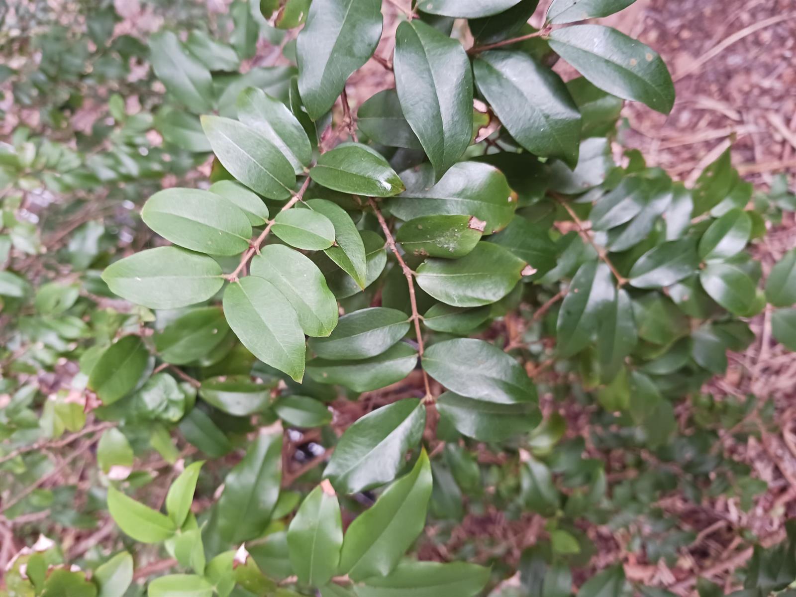 A close-up view of a leafy green shrub with glossy, oval-shaped foliage — 0 NE 64  Avenue Ne, Naples FL 34120, NAPLES, FL