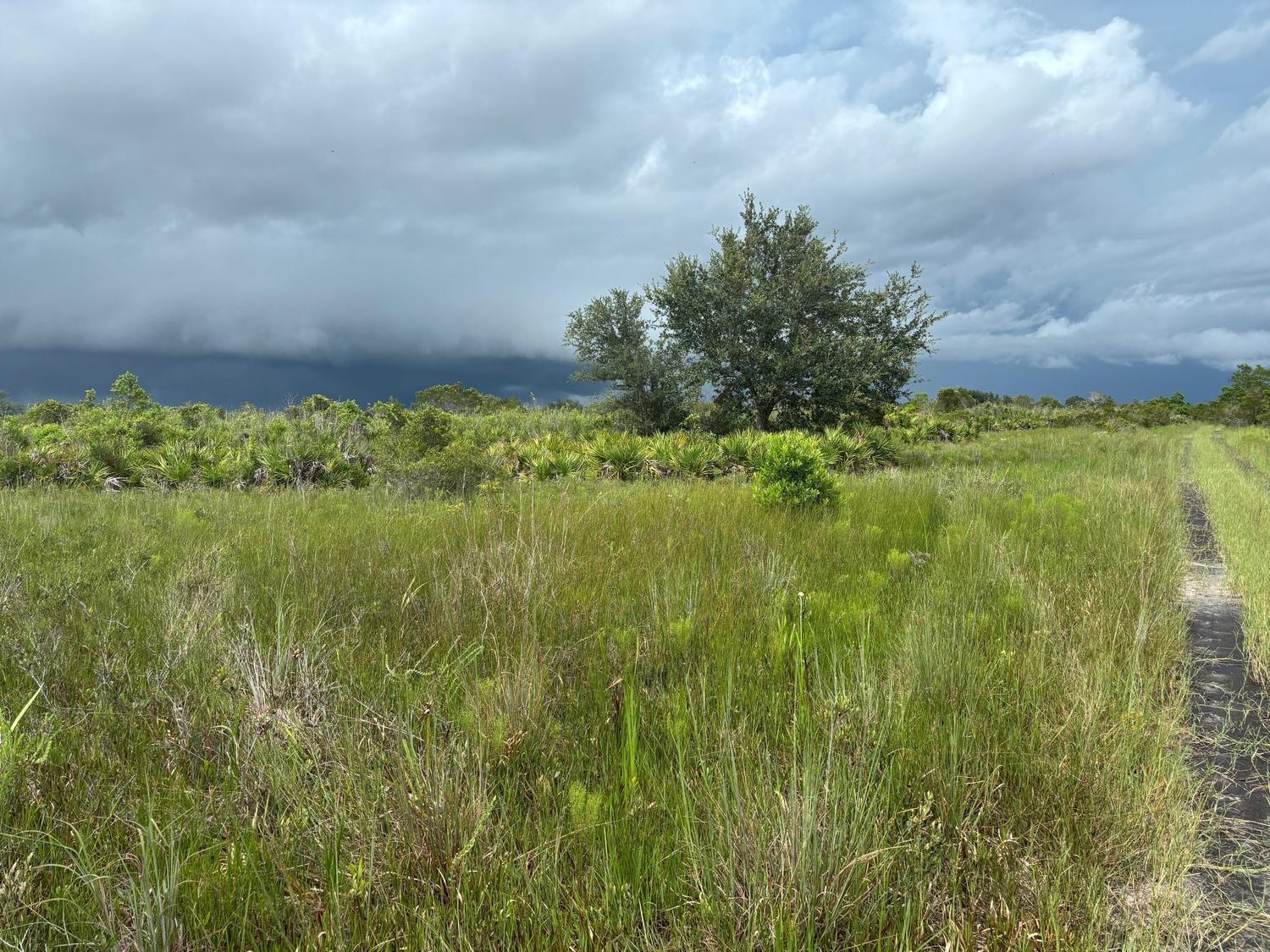 A grassy field with scattered shrubs and trees under a dark, cloudy sky — 0 NW 312th Street, Okeechobee FL 34972, OKEECHOBEE, FL