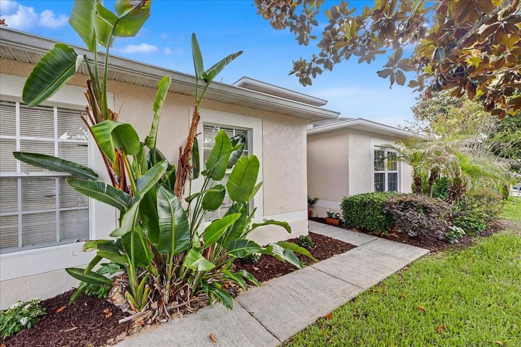 A concrete walkway leads past a large bird of paradise plant toward a stucco house — 2543 PALMETTO RIDGE CIRCLE, APOPKA, FL