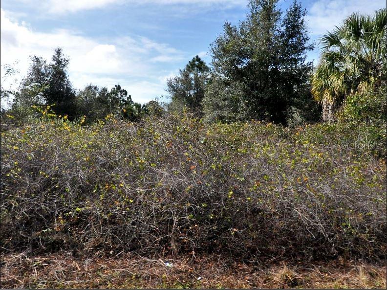 A dense thicket of shrubs and trees grows on a vacant, undeveloped lot — NEWMAN DRIVE, NORTH PORT, FL