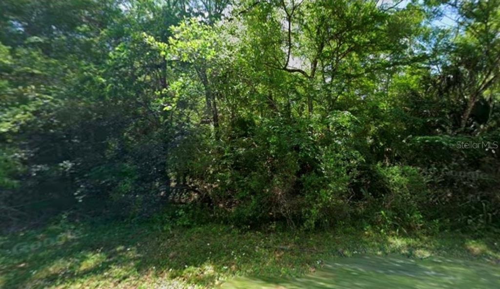 A dense, wooded lot with mature trees and thick underbrush viewed from the street — 11924 W DEODAR STREET, CRYSTAL RIVER, FL