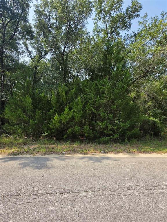 A paved road runs in front of a wooded lot with dense green trees — DUVAL AVENUE, INTERLACHEN, FL