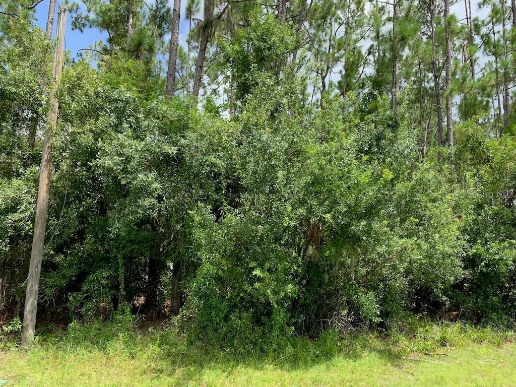 A dense thicket of green trees and shrubs stands in front of a pine forest — JOE JEFF STREET, NORTH PORT, FL