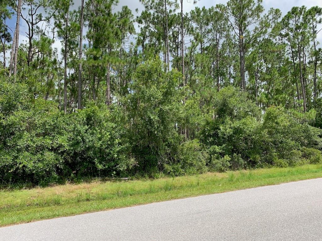 A paved road runs alongside a plot of land densely covered with trees and shrubs — JOE JEFF STREET, NORTH PORT, FL