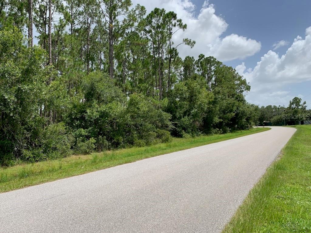 A paved road runs alongside a dense line of pine trees under a cloudy sky — JOE JEFF STREET, NORTH PORT, FL