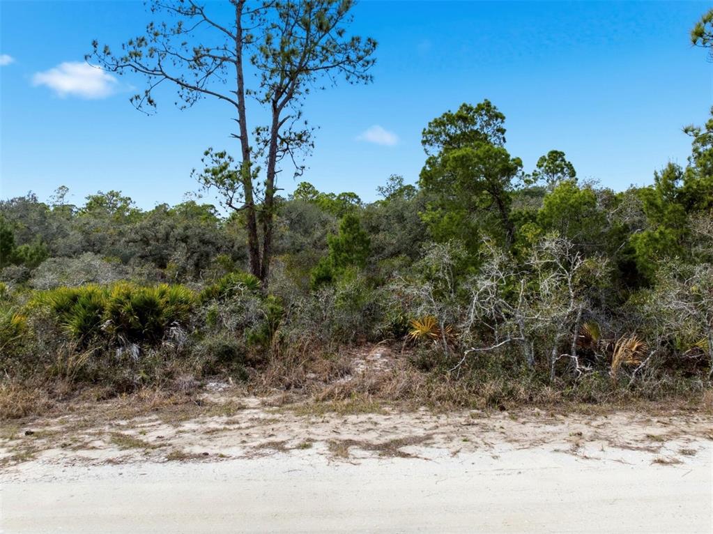 A sandy road borders a dense, wooded lot with pine trees and native Florida vegetation — 6705 BALSAM PLACE, SEBRING, FL