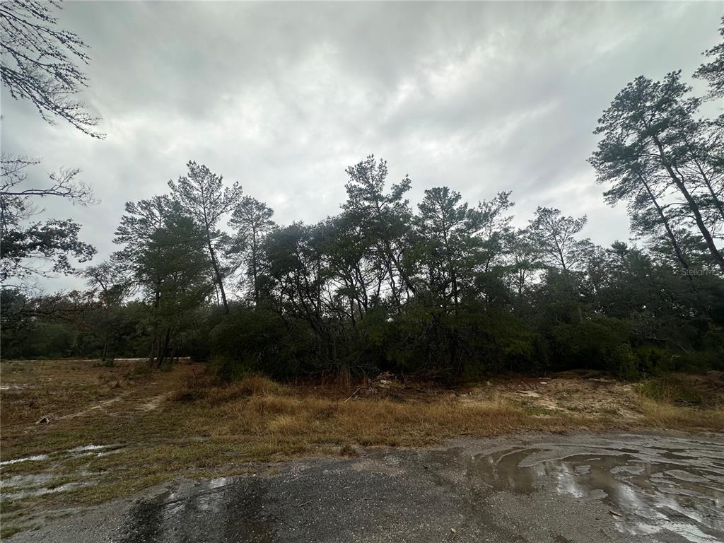 A view of a wooded lot with a paved road in the foreground — SW 35 TERRACE, OCALA, FL