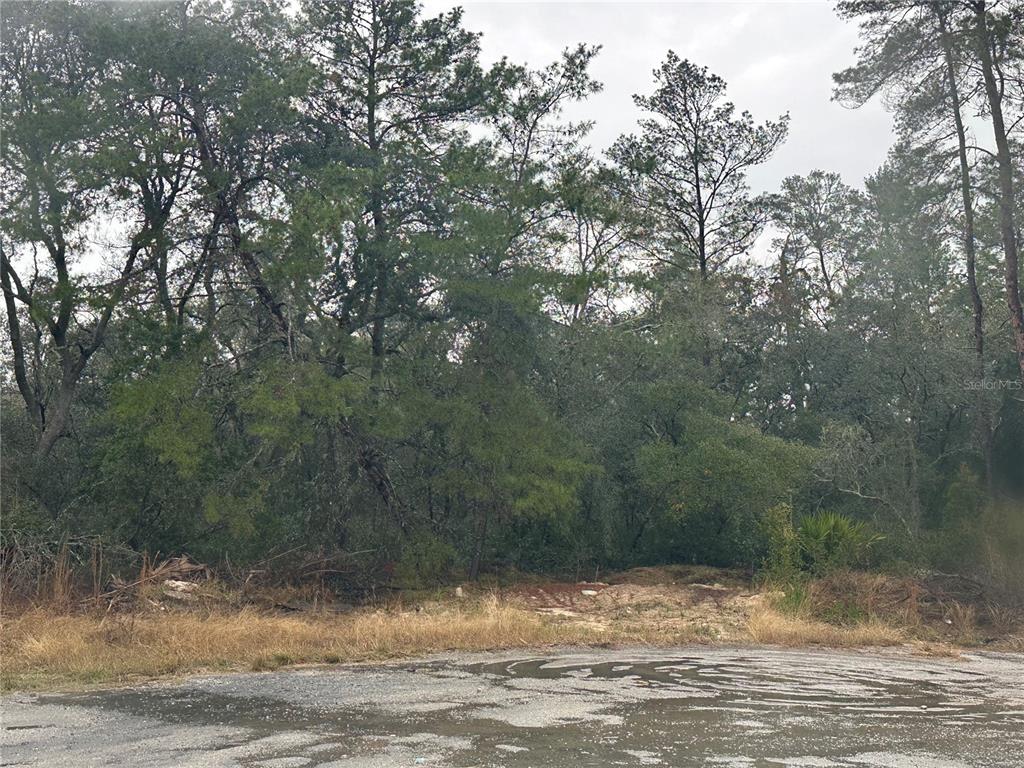 A wooded, undeveloped lot is viewed from a paved road under an overcast sky — SW 35 TERRACE, OCALA, FL