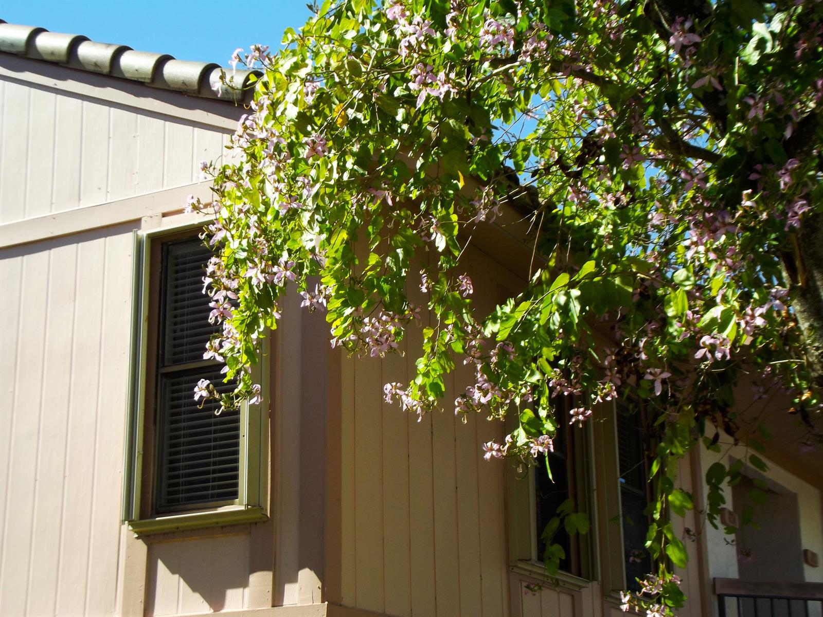 A light-colored house exterior features a window and a flowering tree with pink blossoms — 3355 Jaywood Terrace # 2140, Boca Raton FL 33431, BOCA RATON, FL