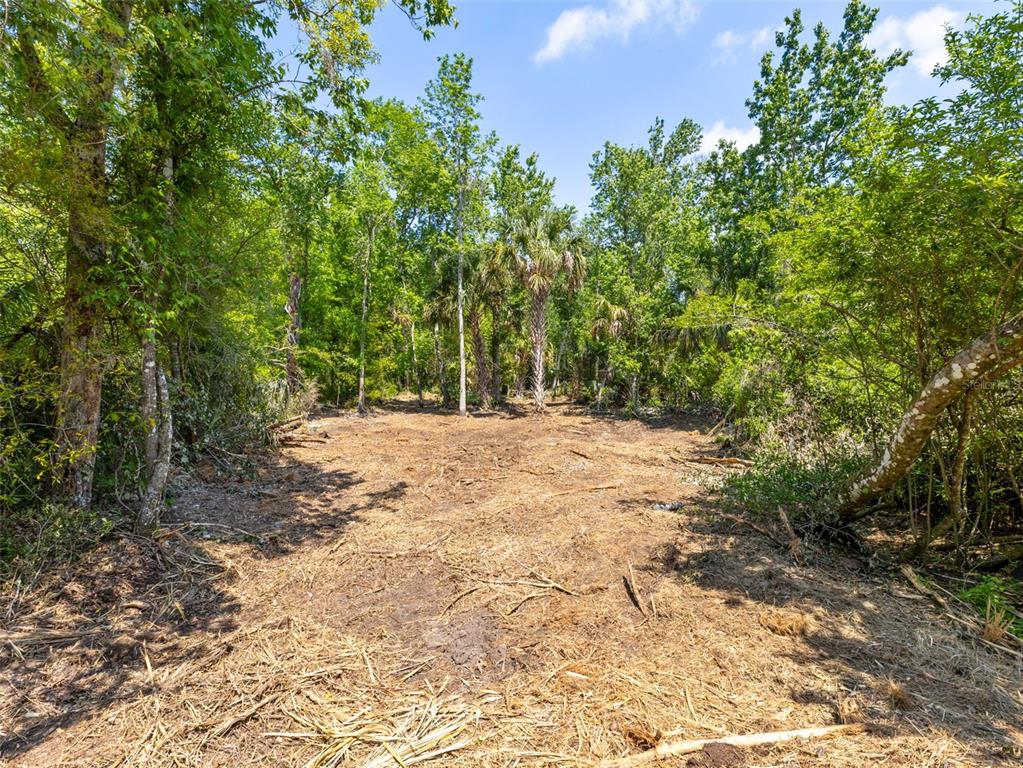 A cleared, dirt-covered lot surrounded by dense trees and vegetation — 0 MUDDY WATER TRAIL, THONOTOSASSA, FL