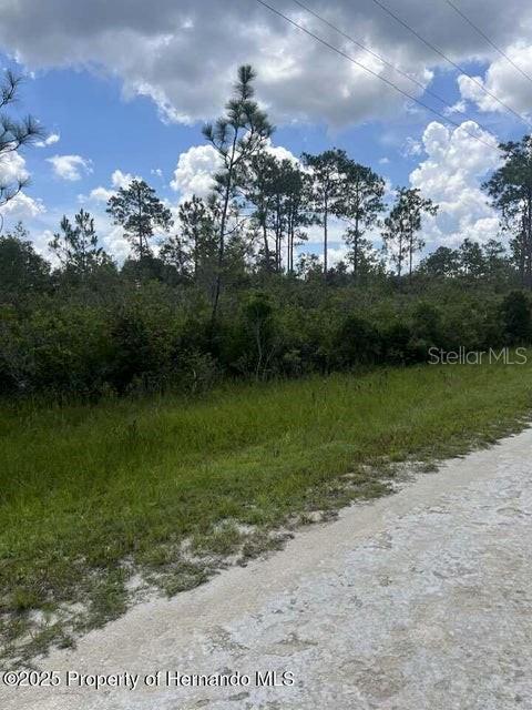 A dirt road runs alongside a grassy lot bordered by a line of pine trees — 00 RAMSEY ROAD, BROOKSVILLE, FL