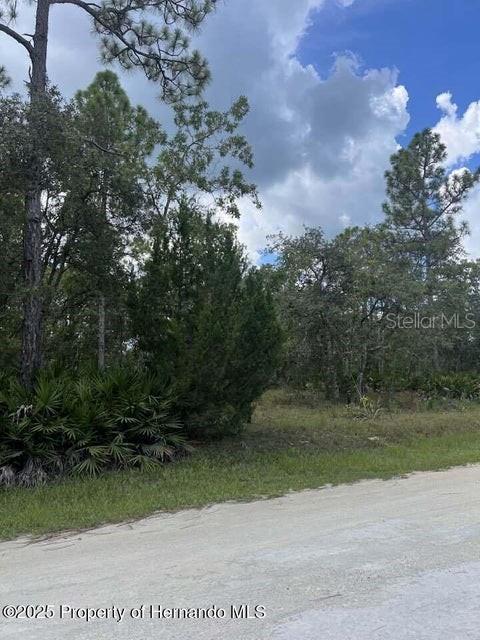A dirt road runs alongside a wooded lot with dense trees and palmetto bushes — 00 RAMSEY ROAD, BROOKSVILLE, FL