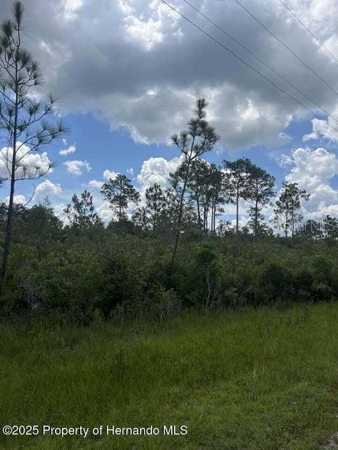 A grassy field leads to a dense line of trees under a cloudy sky — 00 RAMSEY ROAD, BROOKSVILLE, FL