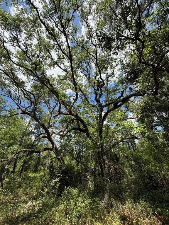 A large, mature tree with spreading branches stands in a dense, wooded area — LEWIS LANE, WEBSTER, FL