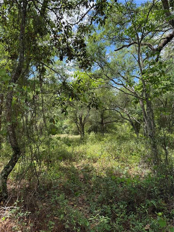 A view of a wooded lot with dense trees and low-lying vegetation under a blue sky — LEWIS LANE, WEBSTER, FL