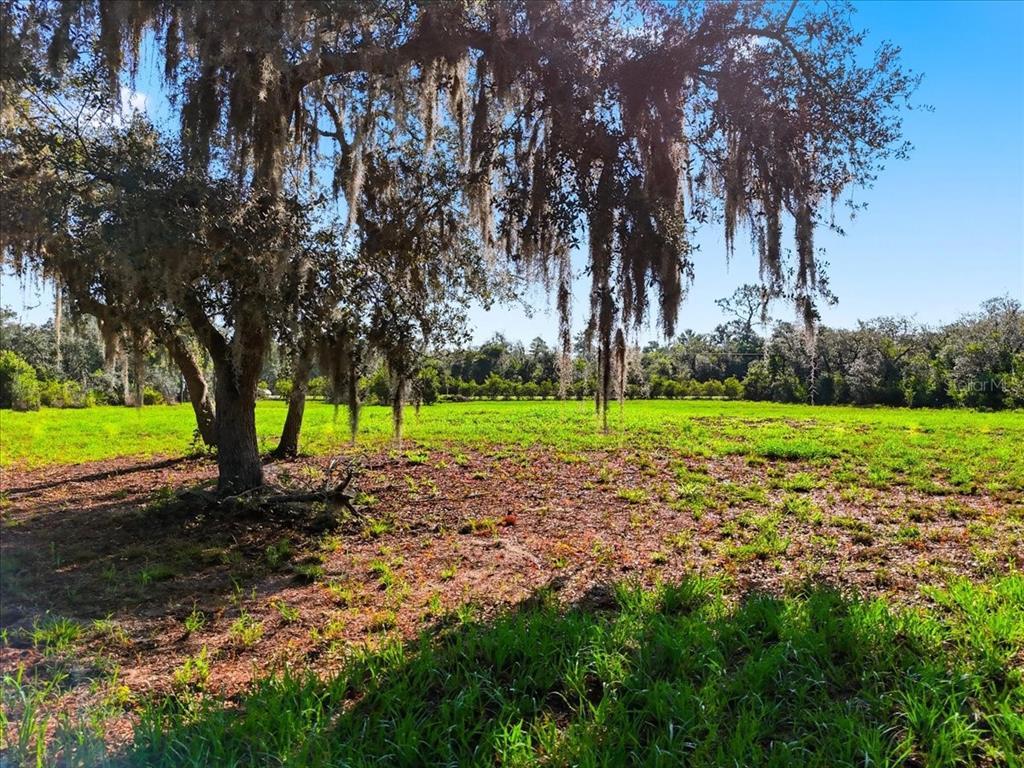 A large oak tree with Spanish moss stands in a grassy, sunlit field — DEER ROAD, FROSTPROOF, FL