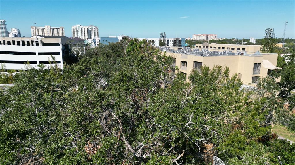 An elevated view shows a large tree in the foreground with buildings in the background — 711 N ORANGE AVENUE, SARASOTA, FL