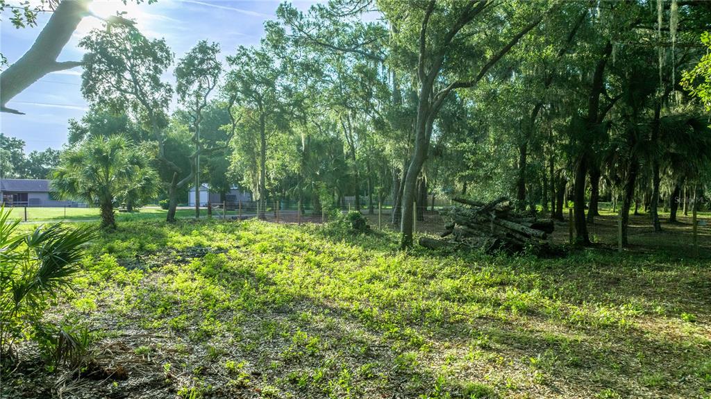 A grassy, sunlit lot features a pile of logs and mature trees under a bright sky — TBD NE 303RD COURT, SALT SPRINGS, FL