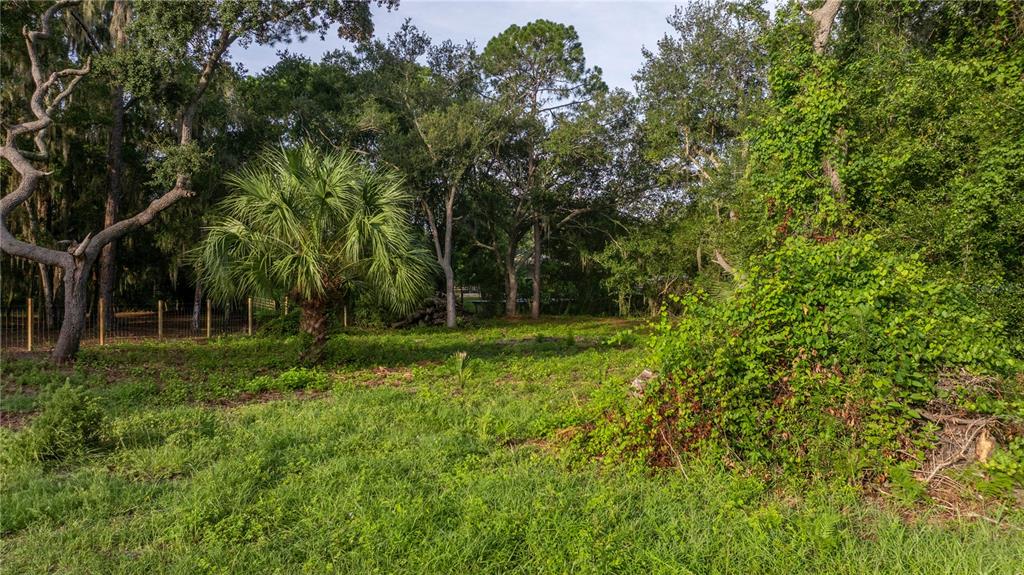 A grassy, wooded lot features a prominent palm tree and dense vegetation under a clear sky — TBD NE 303RD COURT, SALT SPRINGS, FL