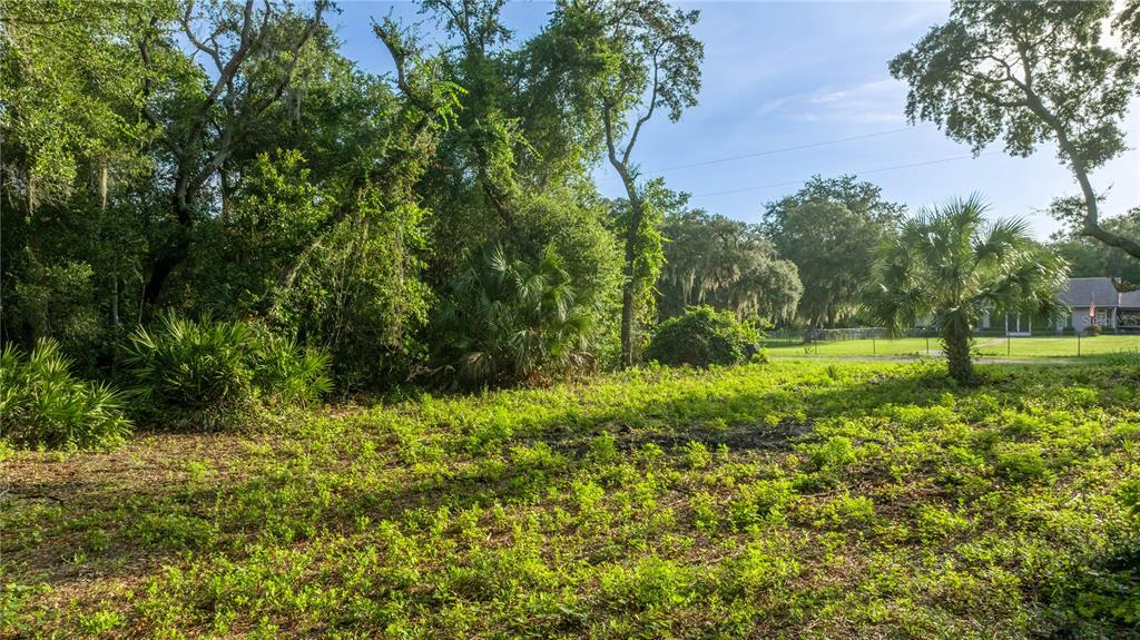 A grassy, partially wooded lot with a palm tree and a house in the distance — TBD NE 303RD COURT, SALT SPRINGS, FL