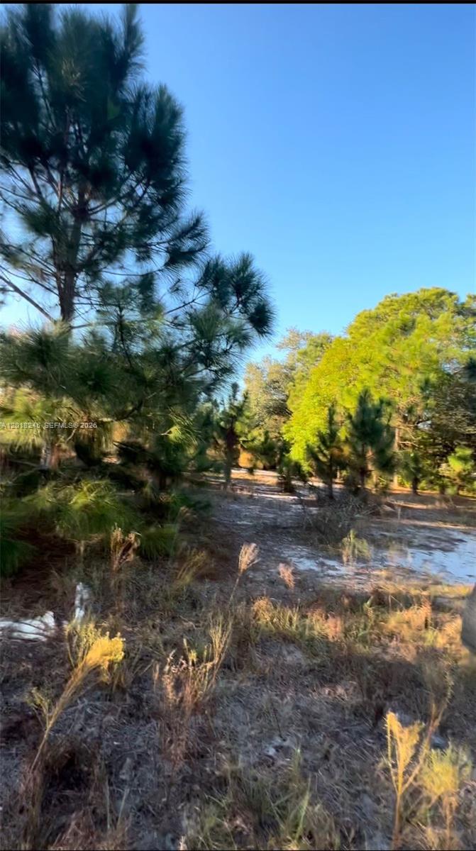A wooded lot with pine trees and sandy ground under a clear blue sky — 360 N Quebrada St, Clewiston FL 33440, CLEWISTON, FL