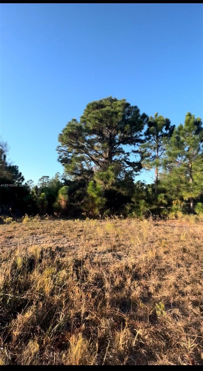A large pine tree stands in the center of an open, grassy, undeveloped lot — 360 N Quebrada St, Clewiston FL 33440, CLEWISTON, FL