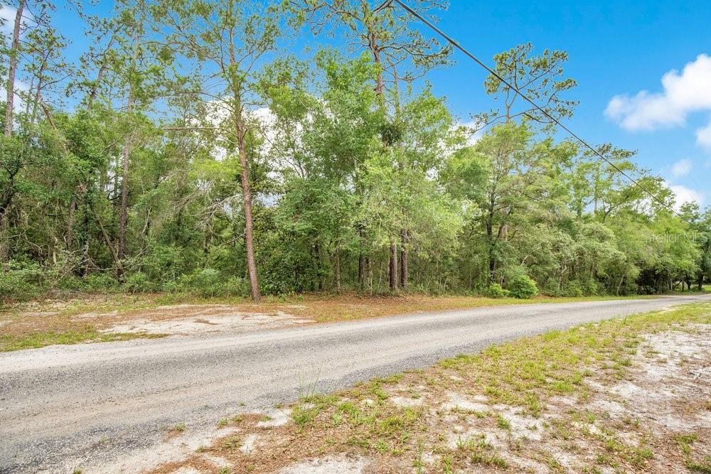 A paved road runs alongside a wooded lot with tall pine and oak trees — 1121 SILVER SADDLE TRAIL, DELAND, FL