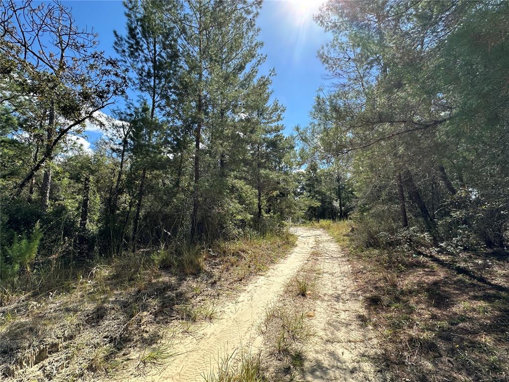 A dirt path winds through a wooded area with tall pine trees under a sunny sky — TBD NE 138TH AVENUE, WILLISTON, FL