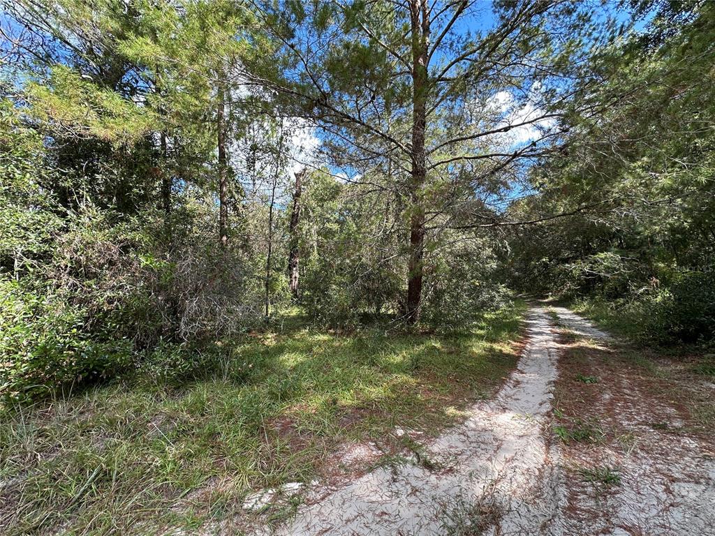 A dirt path winds through a wooded area with tall pine trees and dense undergrowth — TBD NE 138TH AVENUE, WILLISTON, FL