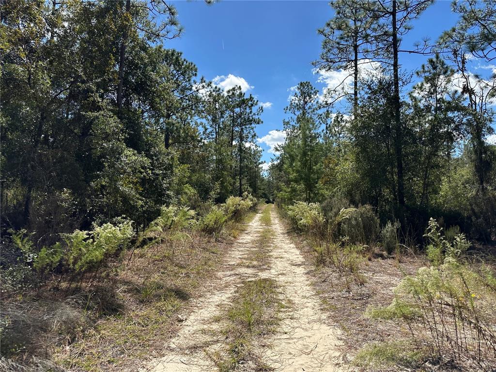 A dirt path leads through a wooded area under a clear blue sky — TBD NE 138TH AVENUE, WILLISTON, FL