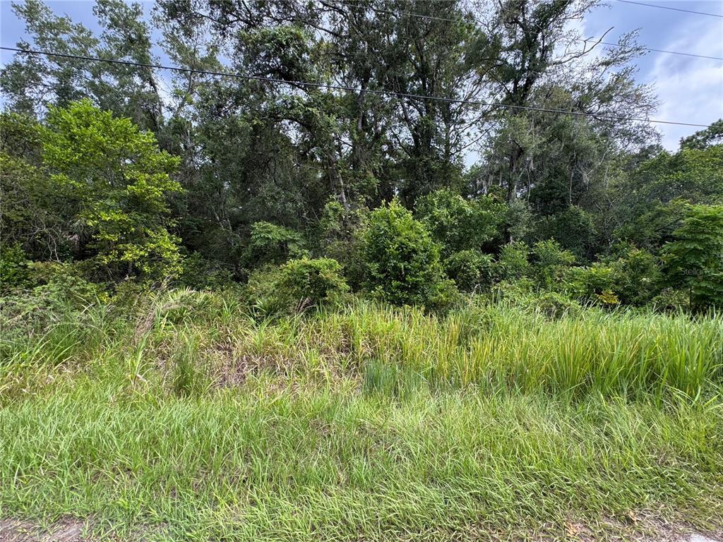 A view of a densely wooded, undeveloped lot covered in tall grass and thick vegetation — 3207 E PORTER STREET, INVERNESS, FL