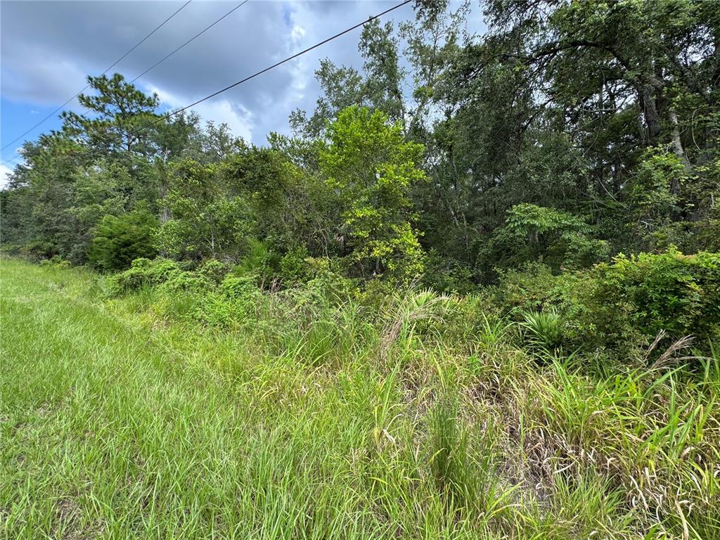 A grassy field borders a dense line of trees and shrubs under a cloudy sky — 3207 E PORTER STREET, INVERNESS, FL