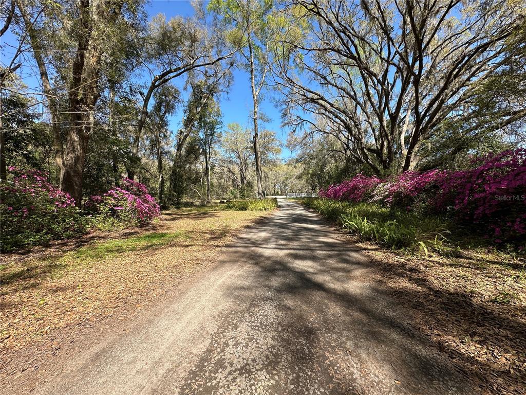 A dirt driveway leads through a wooded area lined with blooming pink azalea bushes — 5050 W HIGHWAY 326, OCALA, FL