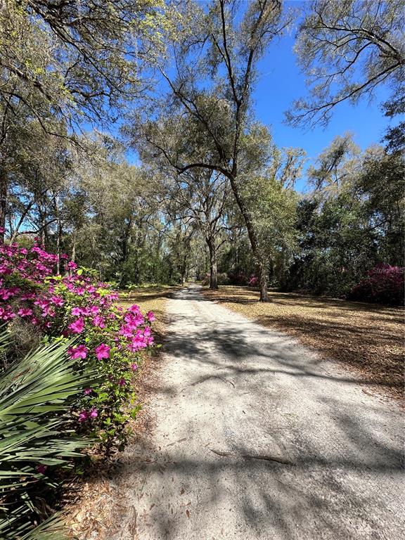 A dirt path winds through a wooded area with blooming pink azaleas in the foreground — 5050 W HIGHWAY 326, OCALA, FL