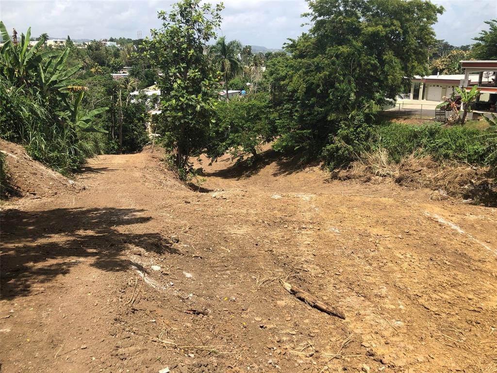 A sloped, cleared dirt lot surrounded by trees with a house visible in the distance — BO BUENA VISTA , CARR 167 KM.HM 13.9, BAYAMON, PR