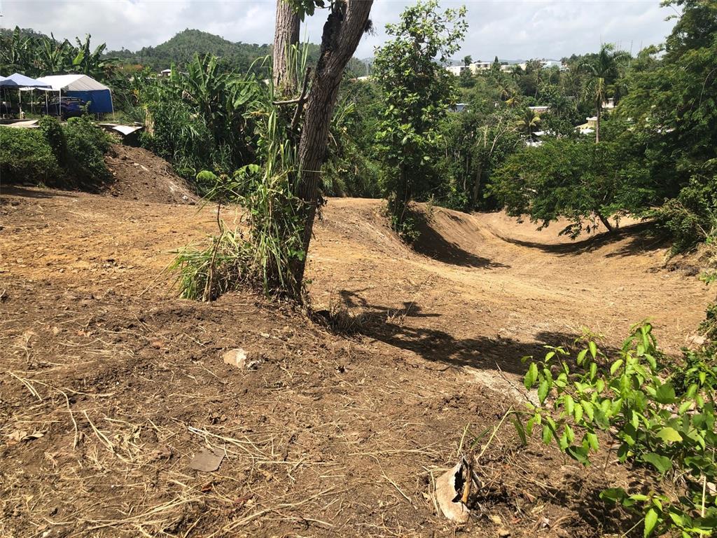 A sloped, cleared dirt lot features a large tree and distant hillside views — BO BUENA VISTA , CARR 167 KM.HM 13.9, BAYAMON, PR