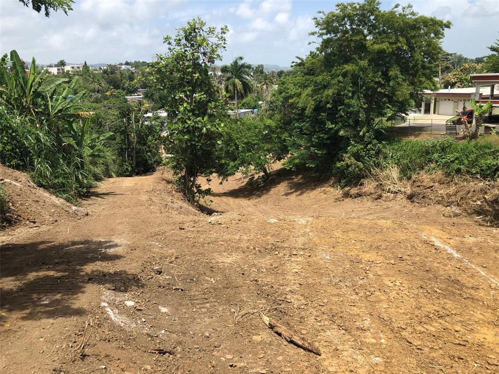 A sloped, cleared dirt lot with surrounding trees and a house visible in the distance — BO BUENA VISTA , CARR 167 KM.HM 13.9, BAYAMON, PR