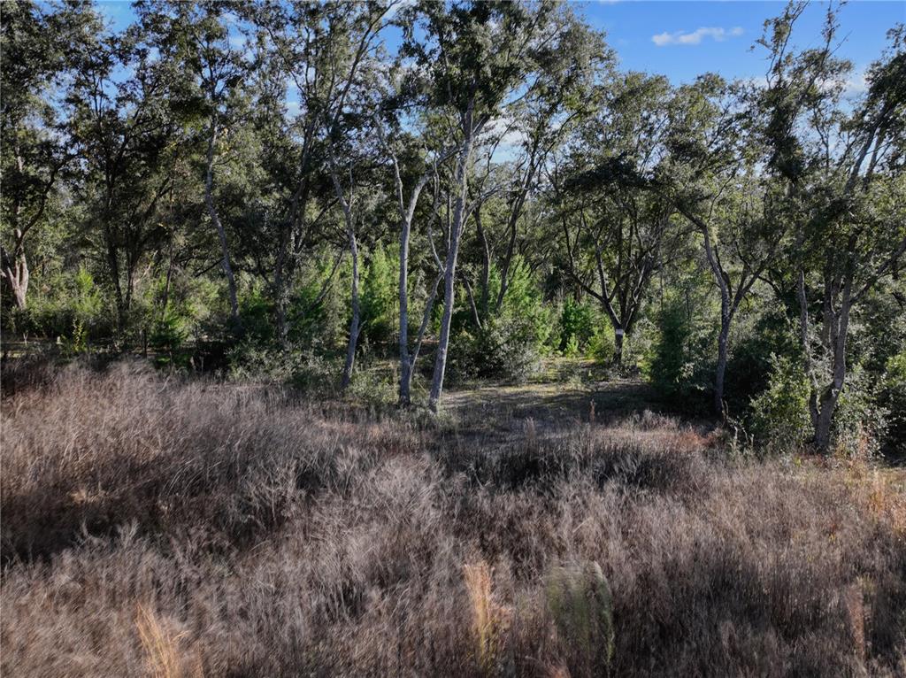 A view of a grassy field leading to a dense line of mature trees — 00 DEER TRAIL CIRCLE, BRONSON, FL