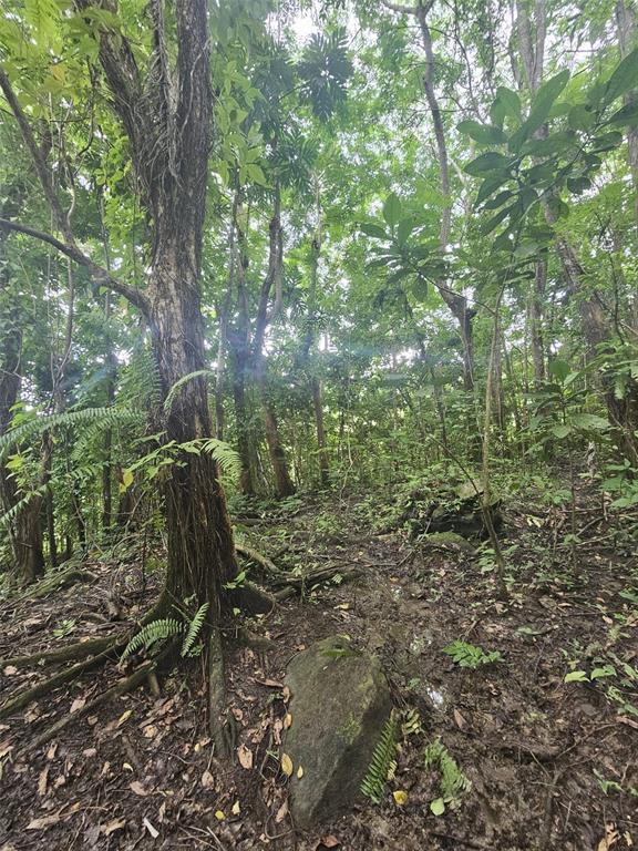 A view of a wooded area with mature trees, ferns, and a large rock — PR 970 MAIZALES WARD, NAGUABO, PR