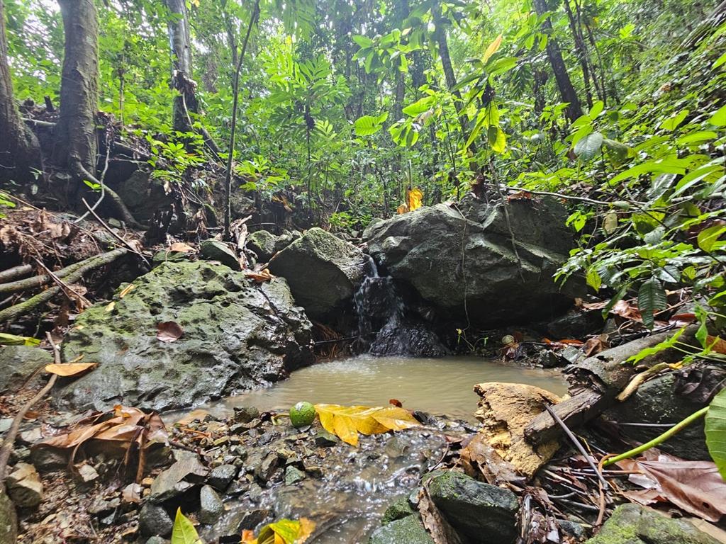 A small stream flows over rocks into a pool within a lush, green forest — PR 970 MAIZALES WARD, NAGUABO, PR