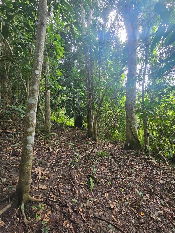 A view of a wooded area with several trees and a leaf-covered forest floor — PR 970 MAIZALES WARD, NAGUABO, PR