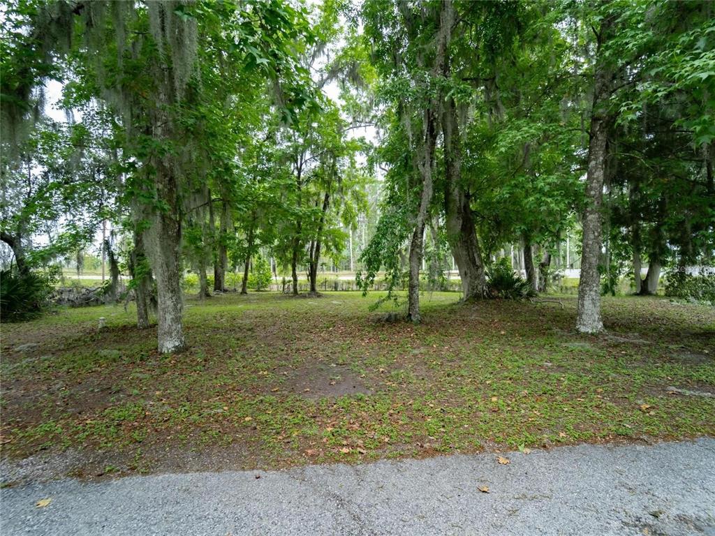 A wooded lot with Spanish moss hanging from trees sits behind a paved road — Lot 56 Blk C LEXINGTON DRIVE, WILDWOOD, FL