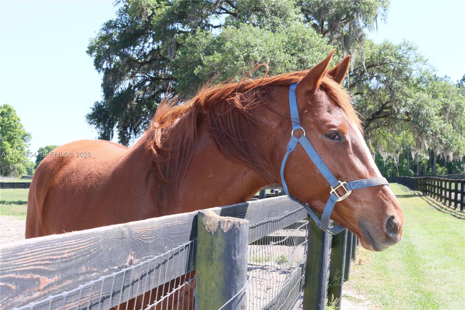 A chestnut horse wearing a blue halter stands behind a wooden fence in a pasture — 7787 NW 150TH AVE, Ocala FL 32668, OCALA, FL