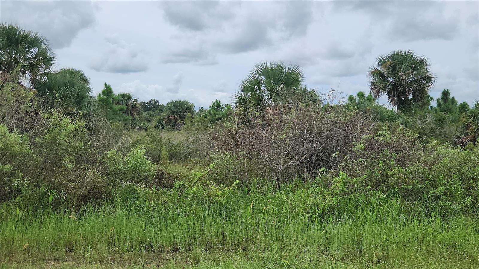 A view of a grassy, overgrown lot with scattered palm trees and shrubs under a cloudy sky — 14988 NW 316th Street, Okeechobee FL 34972, OKEECHOBEE, FL