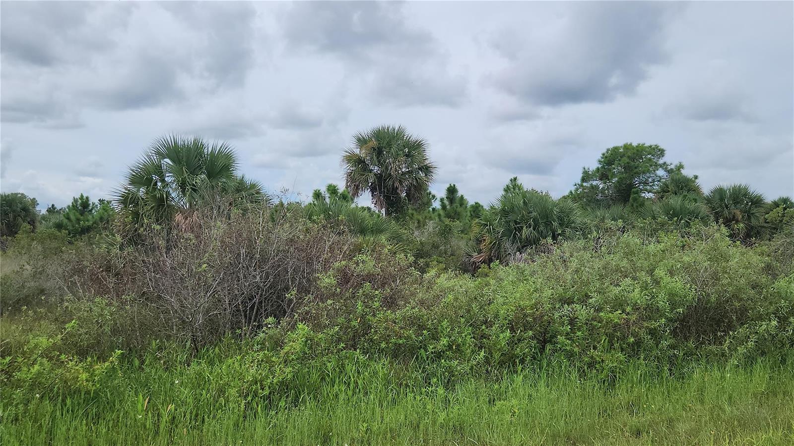 A view of a grassy field with scattered palm trees and shrubs under a cloudy sky — 14988 NW 316th Street, Okeechobee FL 34972, OKEECHOBEE, FL