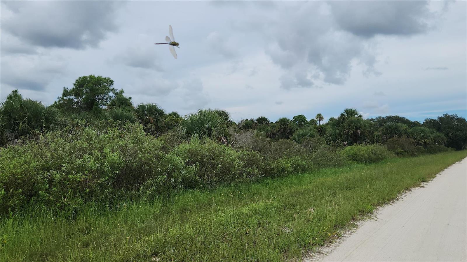 A dirt path runs alongside a grassy field with dense shrubs and trees under cloudy skies — 14988 NW 316th Street, Okeechobee FL 34972, OKEECHOBEE, FL