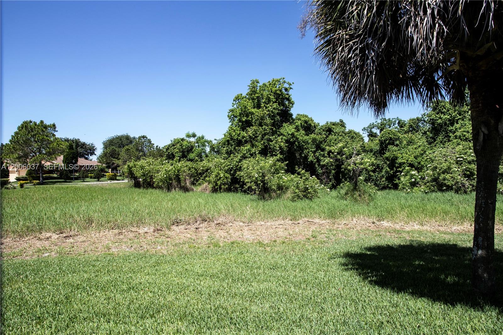 A grassy, undeveloped residential lot features a large palm tree and dense surrounding vegetation — 11413 MOUNTAIN BAY DR, Riverview FL 33569, RIVERVIEW, FL